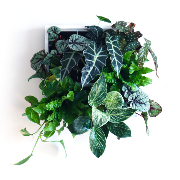Karoo - Vertikal planteringslåda - Vit