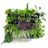 Complete JungleScape verticale tuin set cadeau doen
